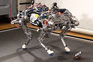 Małe roboty pomagają większym unikać upadków